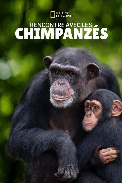 Rencontre avec les chimpanzés (Meet the Chimps)