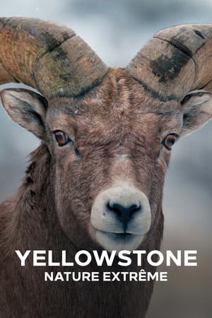 Yellowstone : Nature extrême